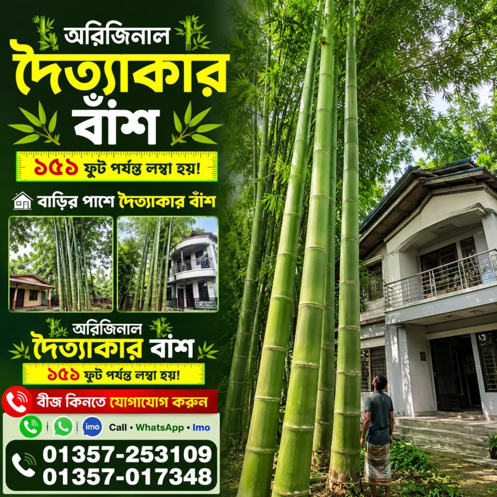 🎋 দৈত্যাকার বাঁশ বীজ   1 প্যাকেট - 500 টাকা