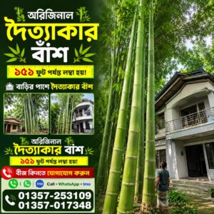 🎋 দৈত্যাকার বাঁশ বীজ   1 প্যাকেট - 500 টাকা