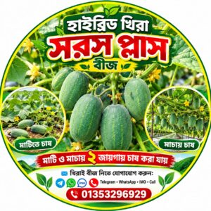 হাইব্রিড খিরাই — সরস প্লাস 500 gm