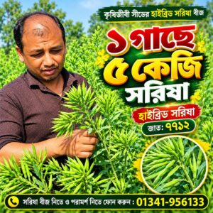 500 গ্রাম সরিষা বীজ